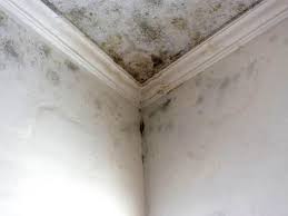 Professional Mold Removal & Remediation in Buchanan, VA